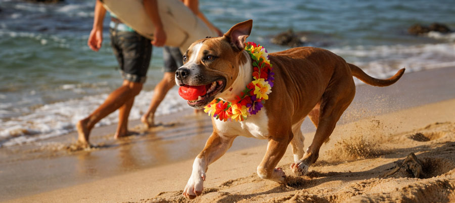 Dog wearing leis running on a beach
