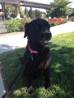 lucky the dog was adopted and delivered to his new family in california