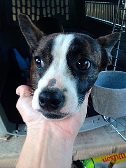 cagney dog shipped by airline